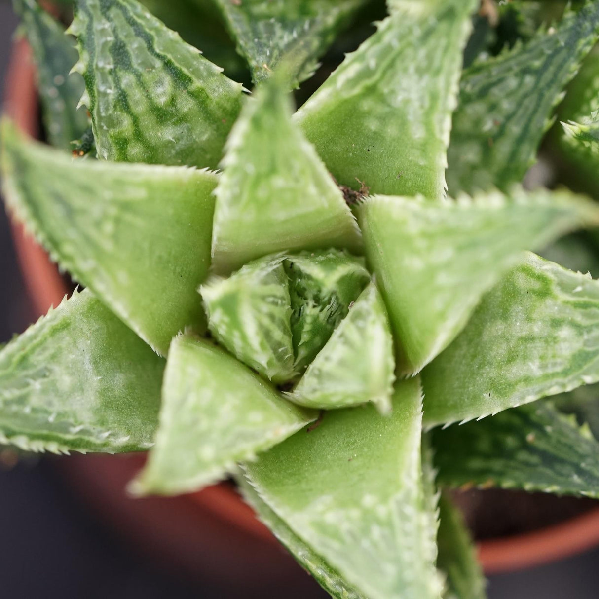 Haworthia Vivaldi - 5,5cm
