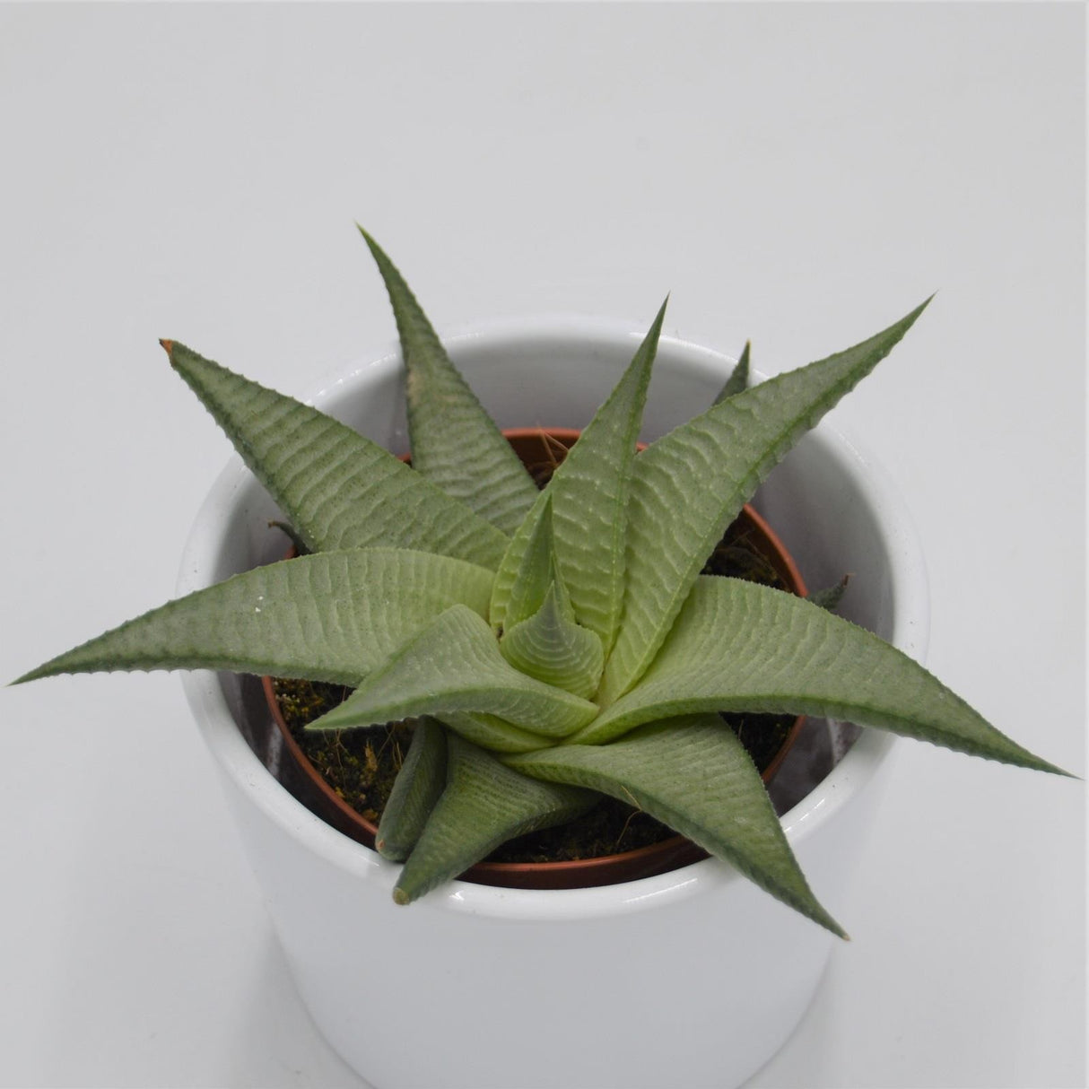 Haworthia White - 8.5cm
