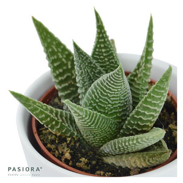 Hi Haworthia, 3 pieces