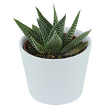 Hi Haworthia, 5 pieces