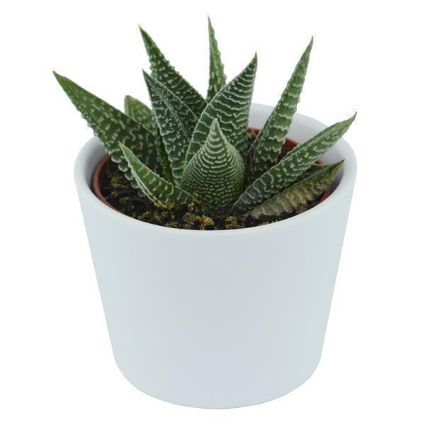 Hei Haworthia, 5 Stück