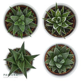 Hi Haworthia, 5 pieces