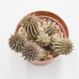 Hoodia gordonii - 8.5cm