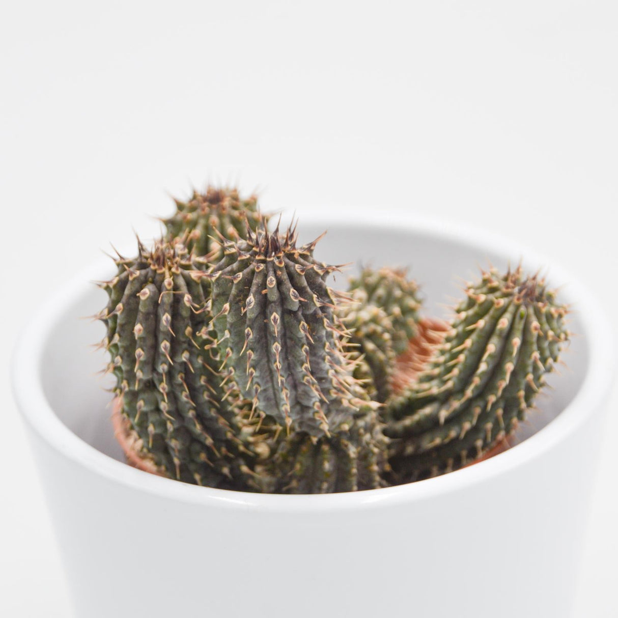Hoodia gordonii - 8.5cm