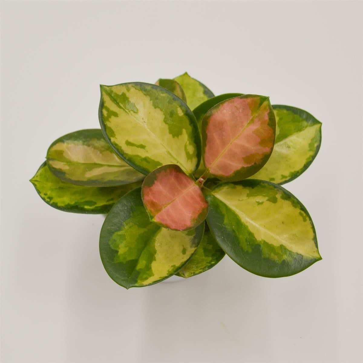 Hoya australis Lisa - 6cm