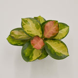 Hoya australis Lisa - 6cm