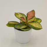 Hoya australis Lisa - 6cm