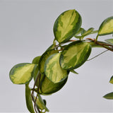Hoya australis Lisa - 12cm with arch