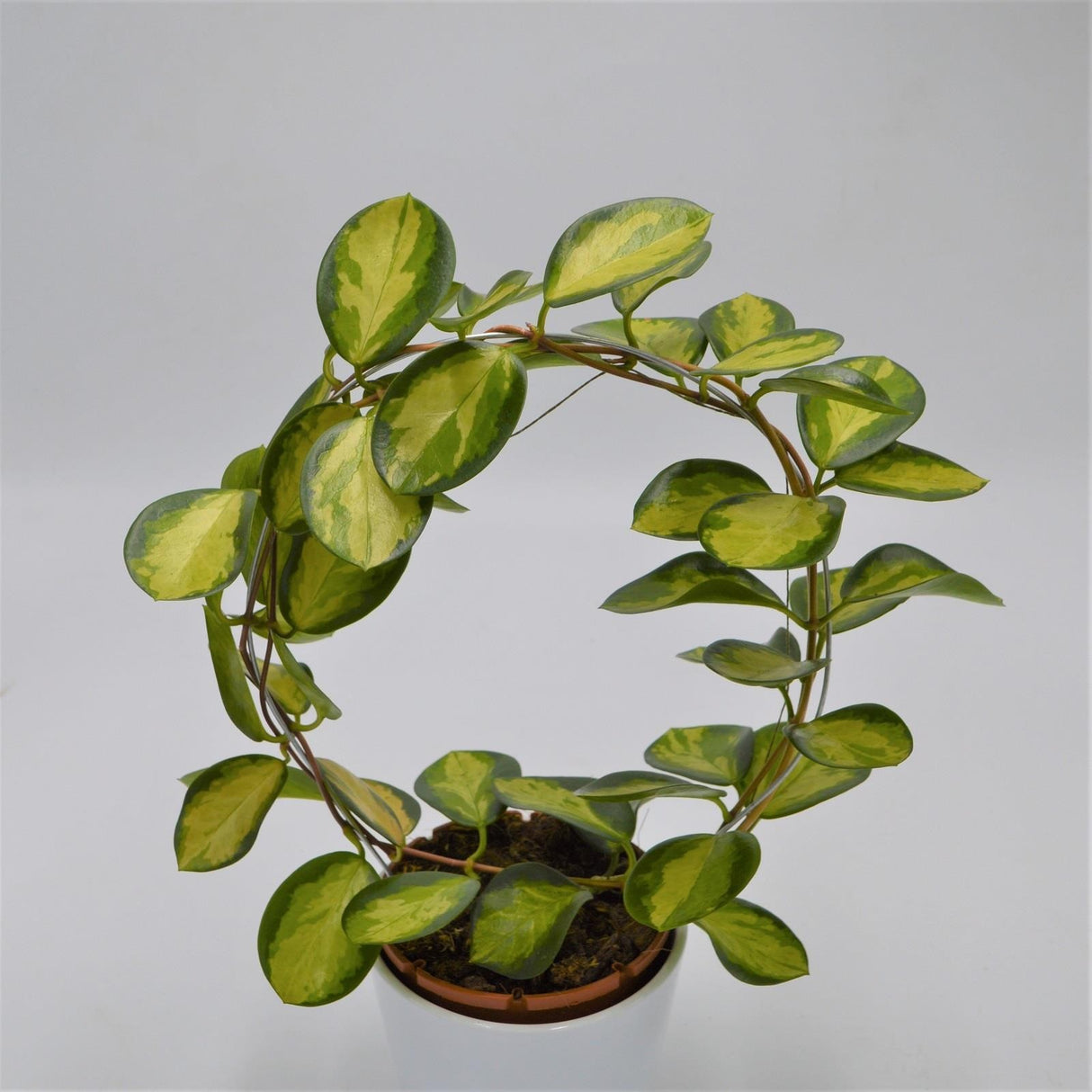 Hoya australis Lisa - 12cm with arch
