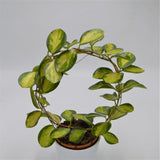 Hoya australis Lisa - 12cm with arch