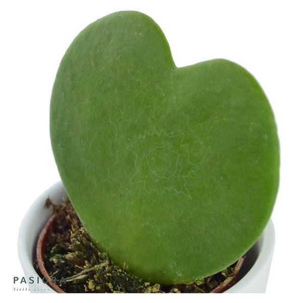 Bunter Sukkulenten Mix