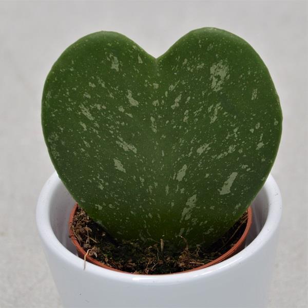 Hoya kerrii, marbled - 5.5cm