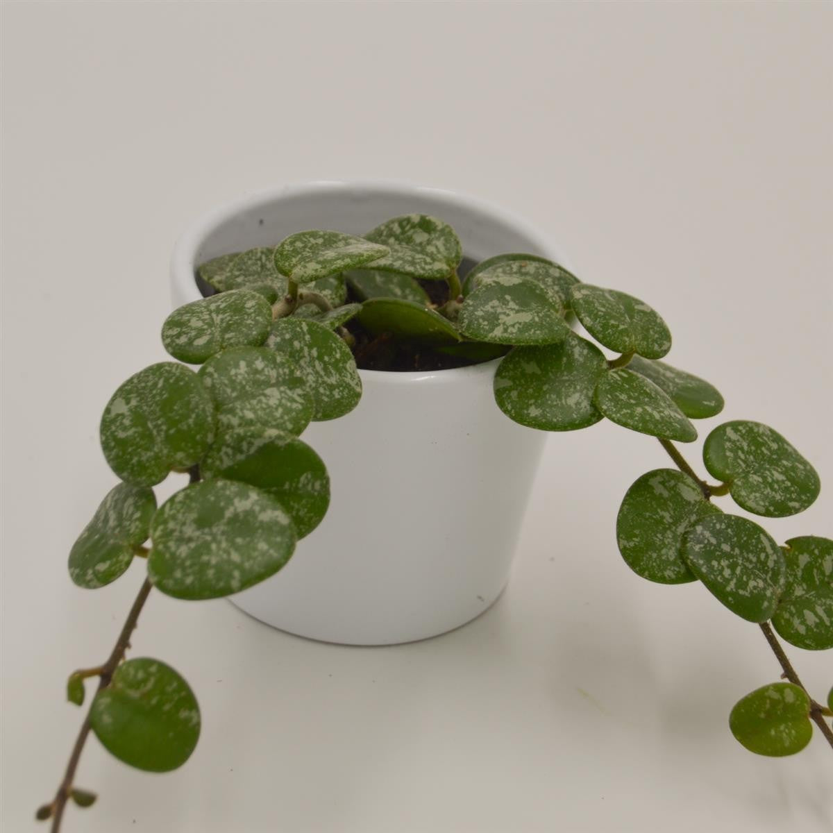 Hoya Mathilde Splash Ø6cm - Online kaufen – PASIORA