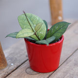 Hoya sp. Sabah - 6cm