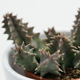 Huernia confusa - 8cm