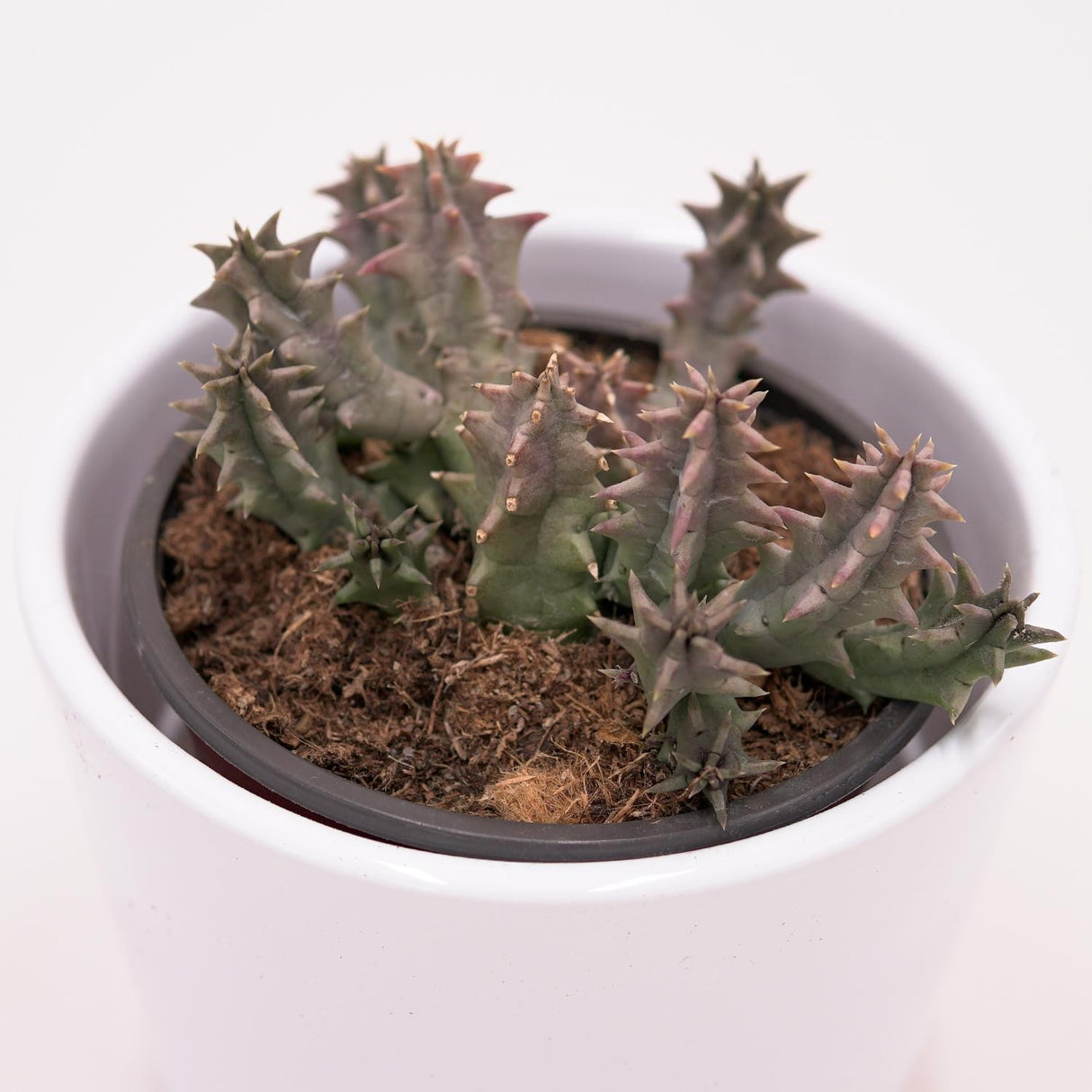 Huernia confusa - 8cm