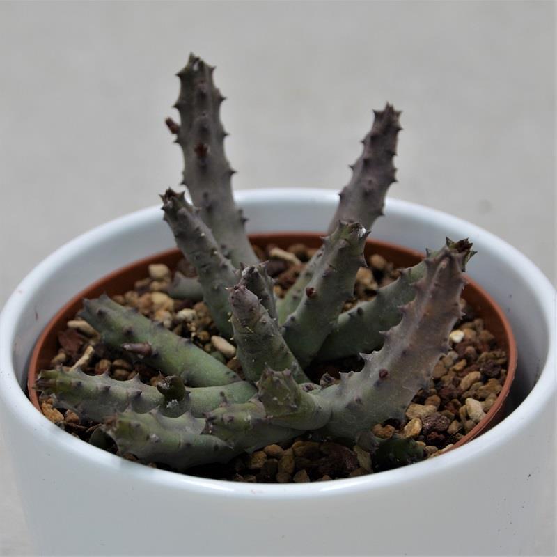 Stapelia pendula - 10.5cm