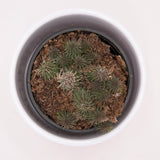 Huernia pillansii - 8cm