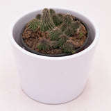 Huernia pillansii - 8cm