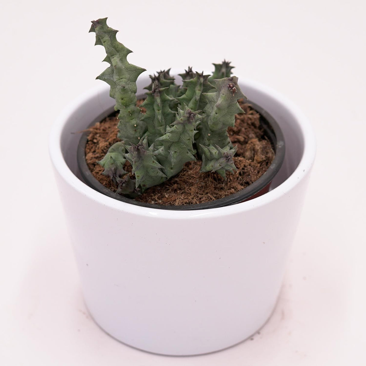 Huernia primulina - 8cm