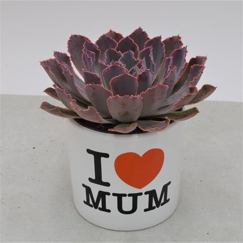 I love Mom - Planter