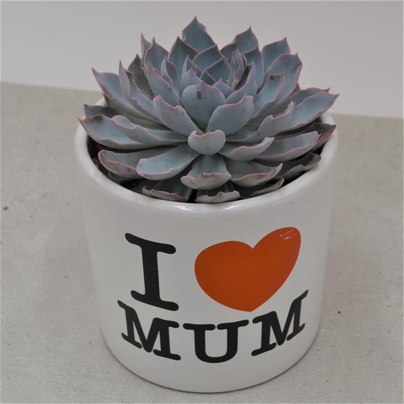 I love Mom - Planter