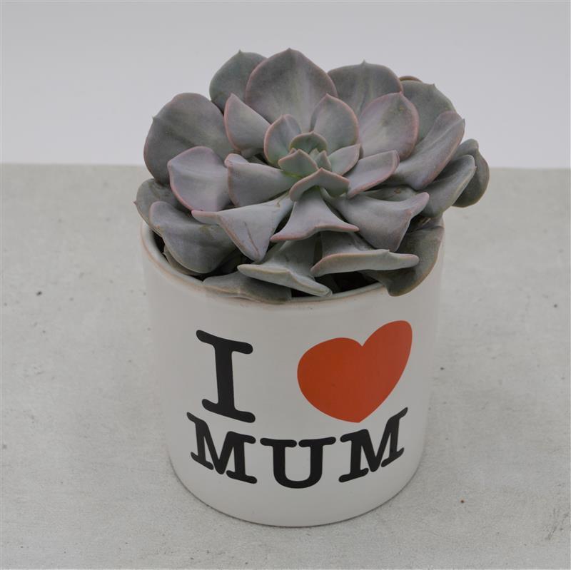 I love Mom - Planter