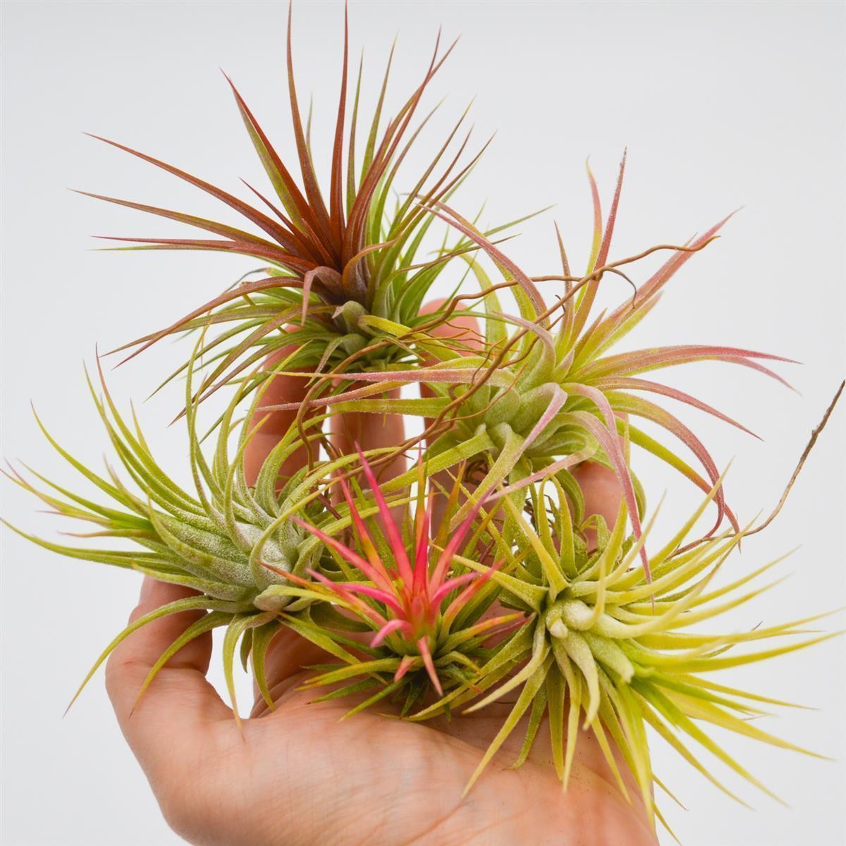 Ionantha Tillandsia, 5 pieces