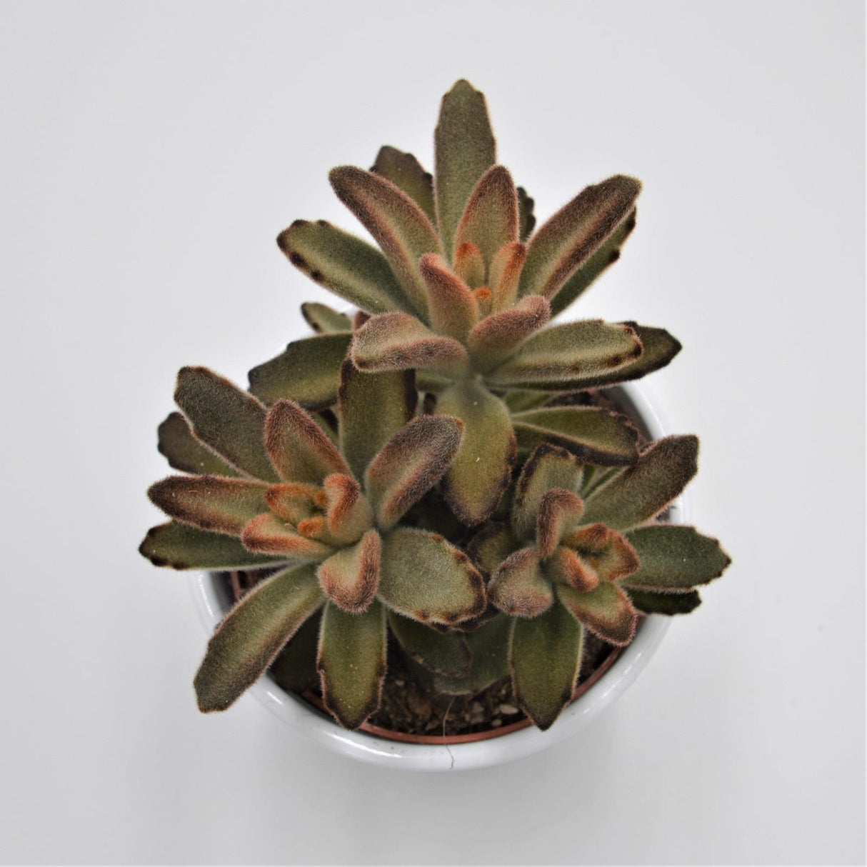 Kalanchoe Aida - 10.5cm