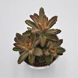 Kalanchoe Aida - 10.5cm