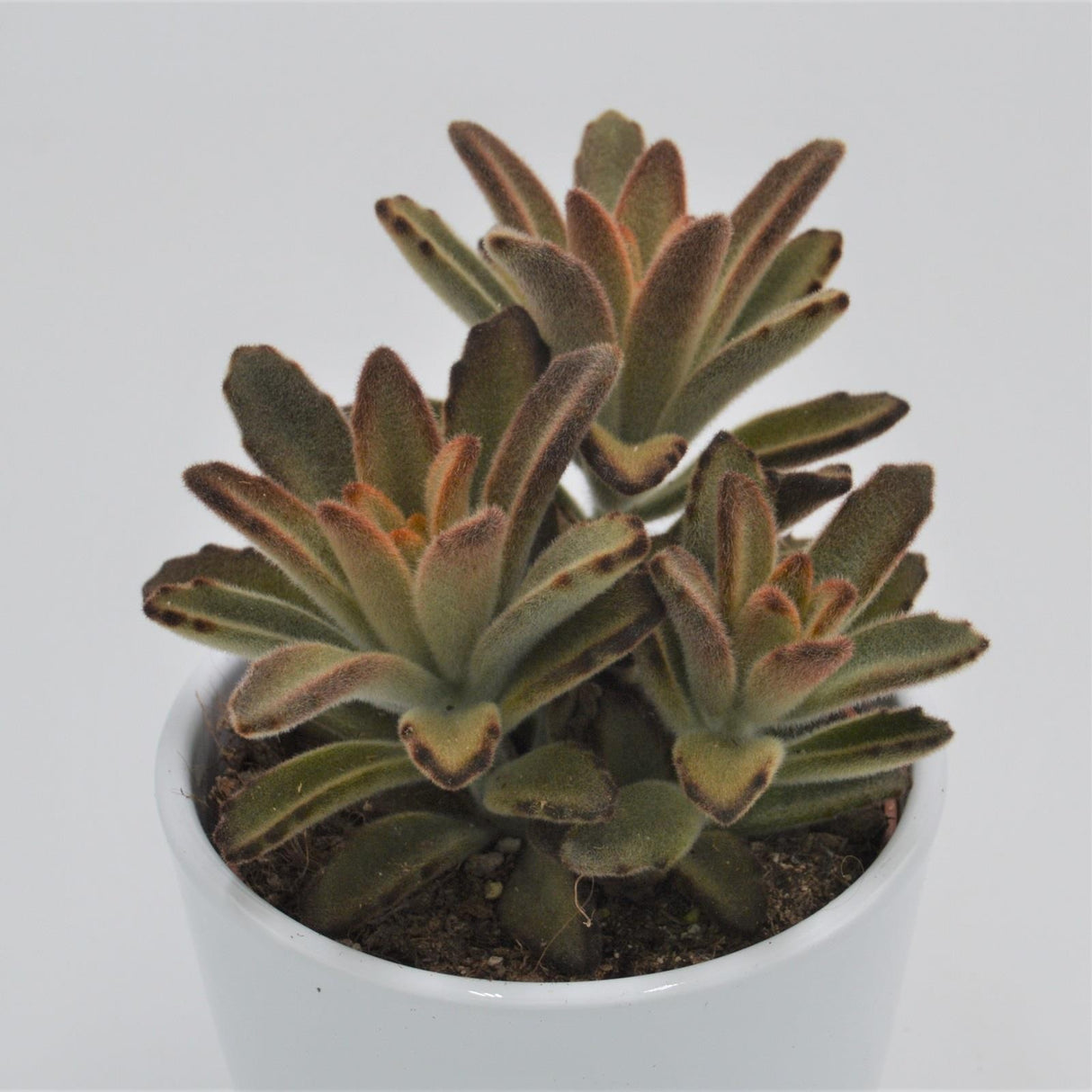 Kalanchoe Aida - 10.5cm