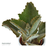 Konnichiwa Kalanchoe, 3 pieces