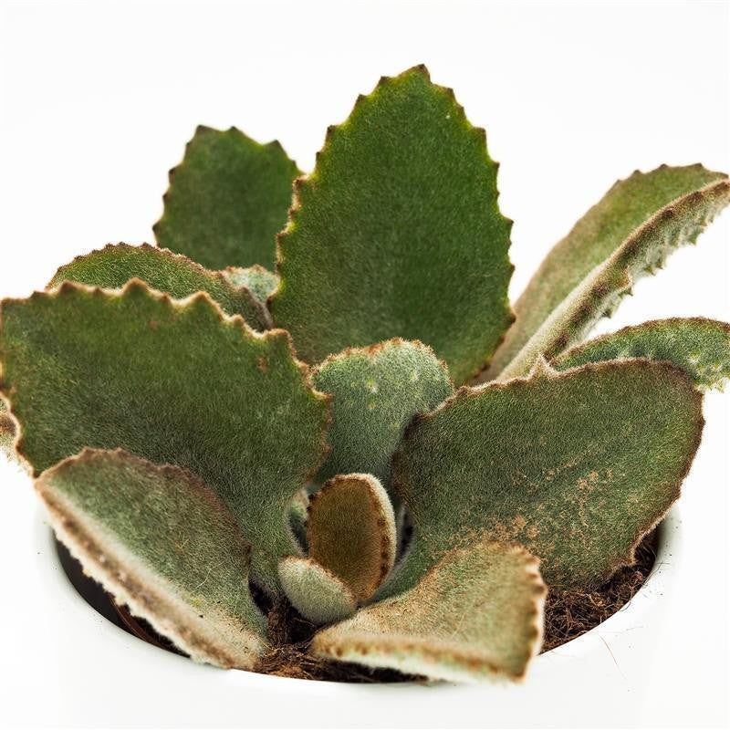 Kalanchoe beharensis Fang - 10.5cm