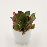 Kalanchoe blossfeldiana f. variegata - 5,5cm