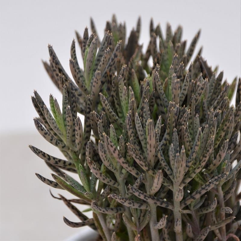 Kalanchoe tubiflora - Bunch - 8.5cm