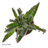Konnichiwa Kalanchoe, 5 pieces
