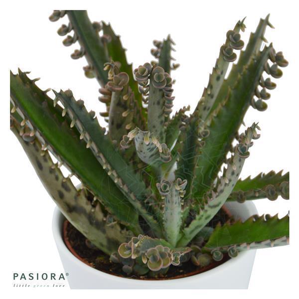 Konnichiwa Kalanchoe, 3 pieces