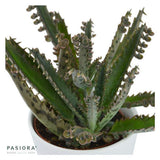 Konnichiwa Kalanchoe, 3 pieces