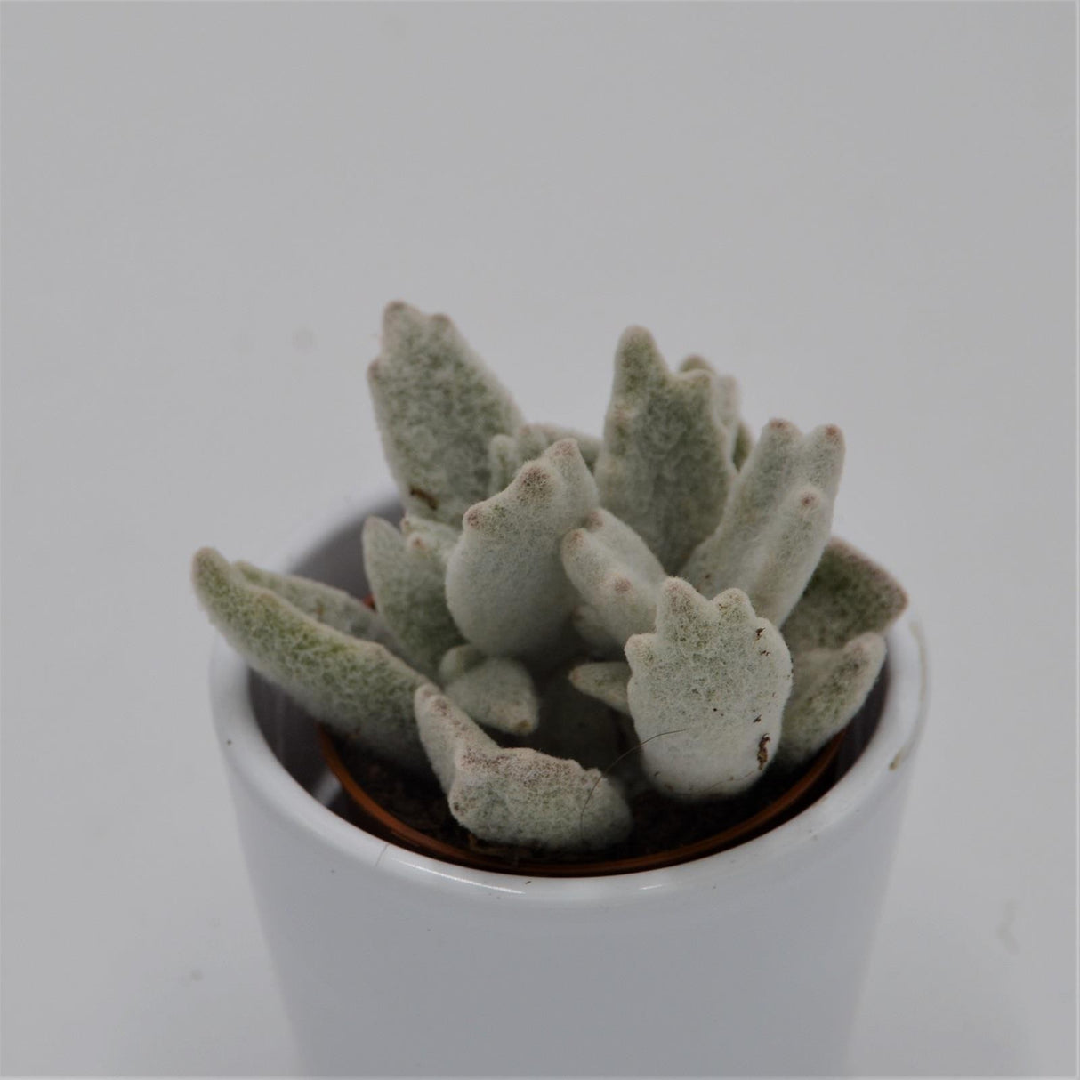 Kalanchoe eriophylla - 5.5cm