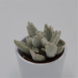 Kalanchoe eriophylla - 5.5cm
