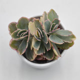 Kalanchoe f. variegata Tricolor - 5.5cm