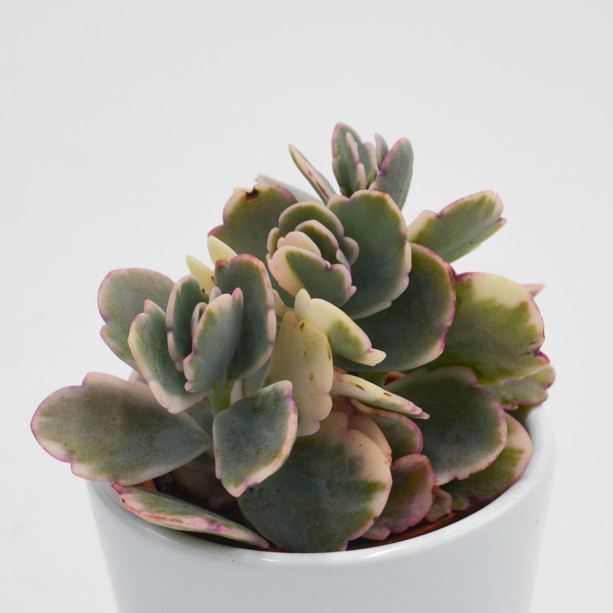 Kalanchoe f. variegata Tricolor - 5.5cm