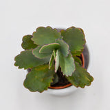 Kalanchoe fedtschenkoi - 5.5cm