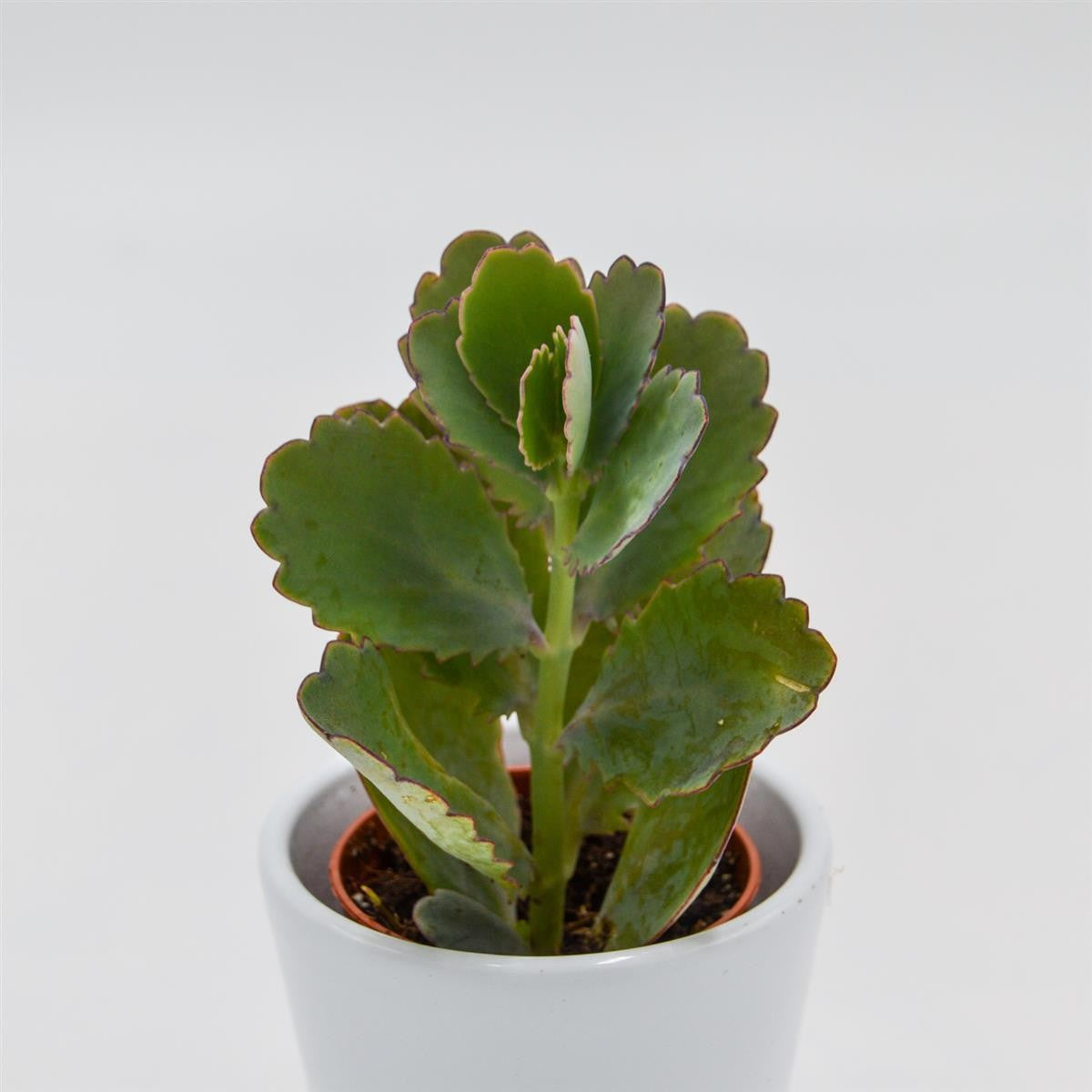 Kalanchoe fedtschenkoi - 5.5cm