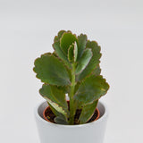 Kalanchoe fedtschenkoi - 5,5cm