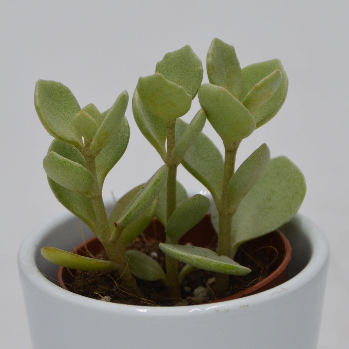 Kalanchoe hildebrandtii - 5.5cm