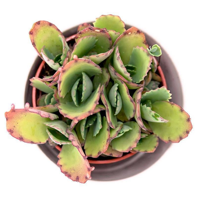 Kalanchoe hortagel - 5.5cm