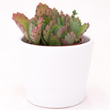 Kalanchoe hortagel - 5.5cm