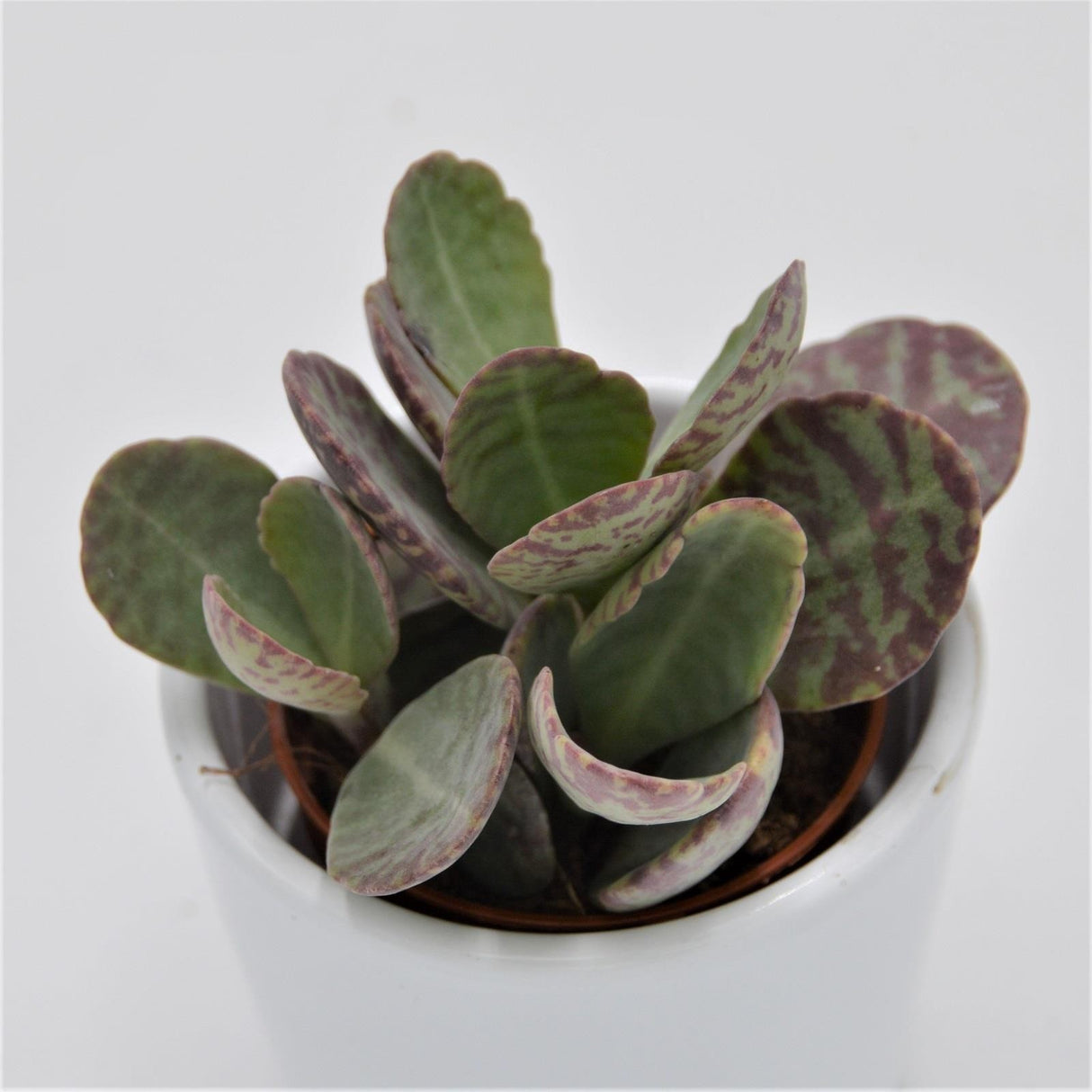 Kalanchoe humilis Desert Surprise - 5.5cm
