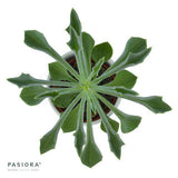 Konnichiwa Kalanchoe, 5 pieces